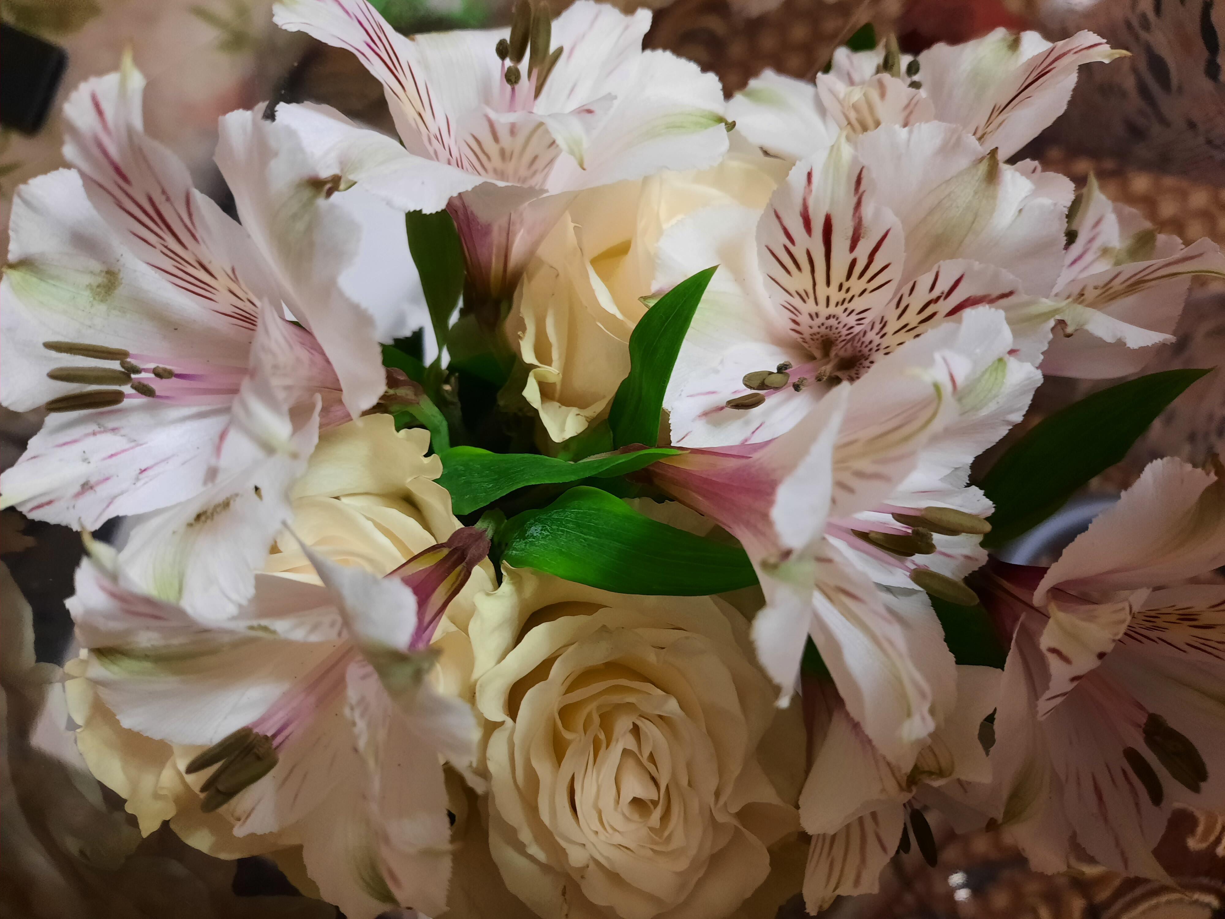 Гимн вечной юности