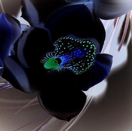 Леской лунного луча.