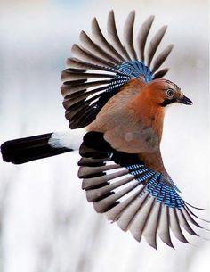 СОЙКА - МОДНИЦА