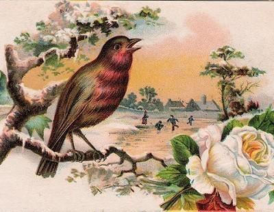 Соловей сердечных наслаждений