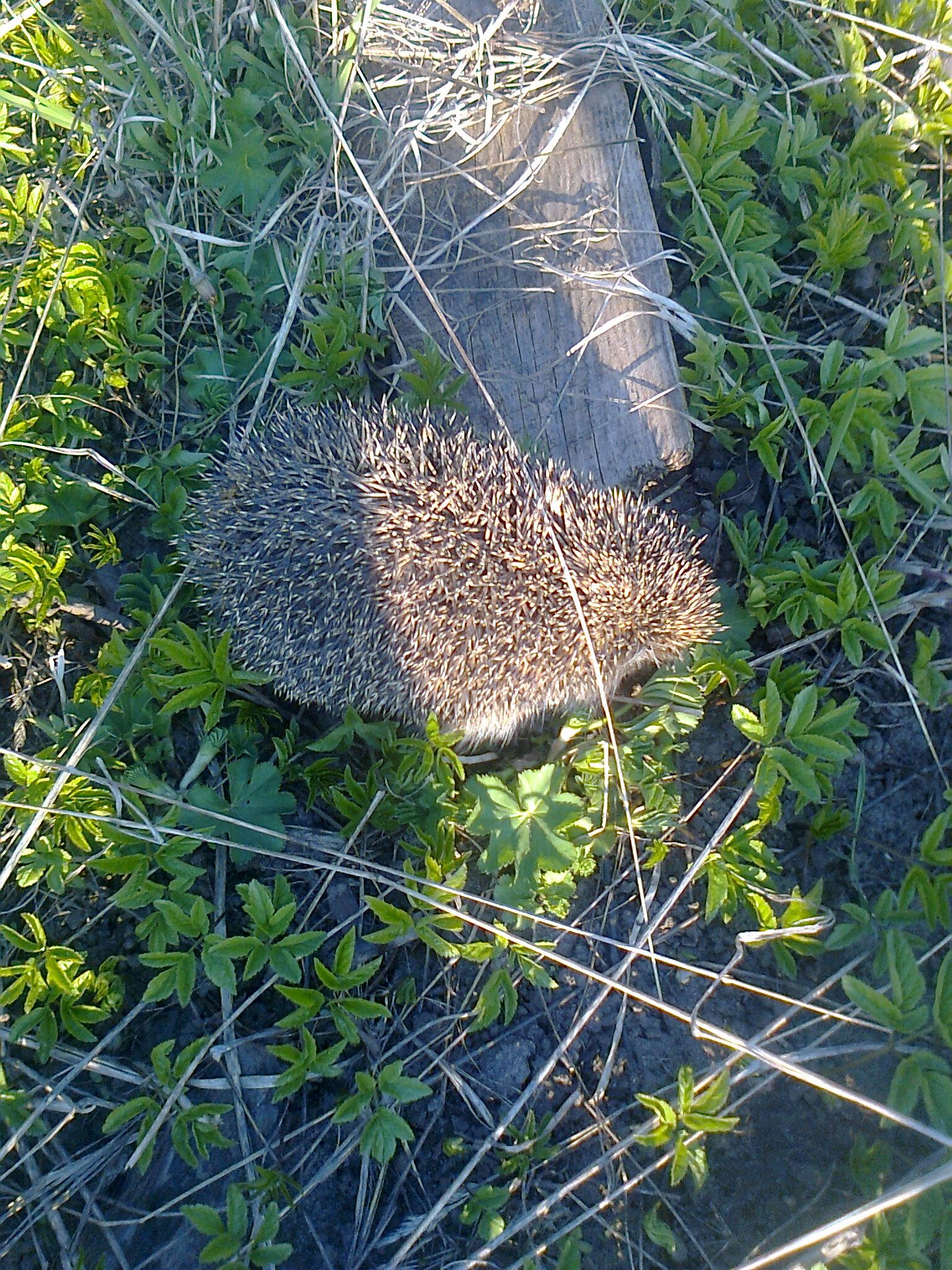 В ожидании ежей