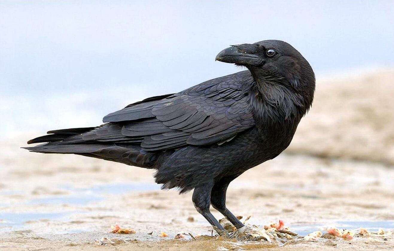 Ворона умная ли птица. Степной ворон. Серая ворона меланист. Черный ворон птица. Самая умная птица.