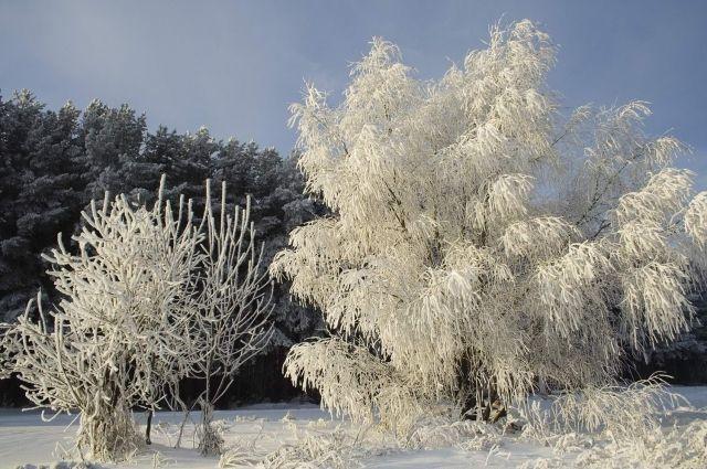 Из мира зимнего...