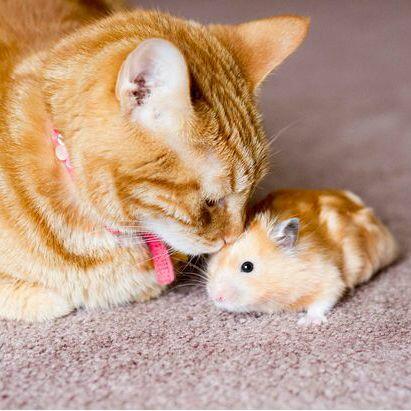 Про  учёного  кота  и волшебного  хомячка