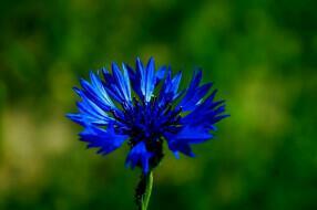 НОКТЮРН ТВОРЦА. АКРОСТИХИ