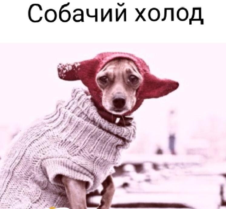 Собачий холод