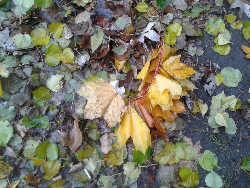 Туманная осень (на украинском языке)