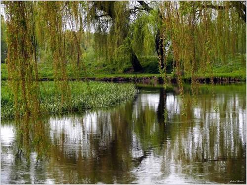 ИВУШКА, МИЛАЯ… ЧТО Ж ТЫ ТОСКУЕШЬ?..