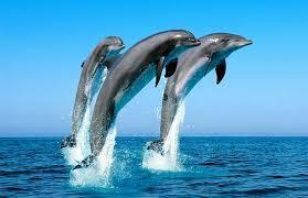 Добрые  дельфины