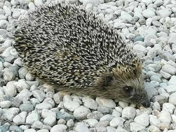 ИЗБИРАТЕЛЬНЫЕ ЧАСТУШКИ