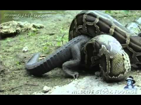 КРОКОДИЛ И УДАВ !   / притча /