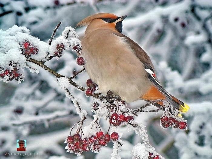 В легком кружеве ветки берез.