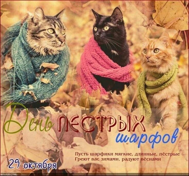 Пёстрые Шарфы