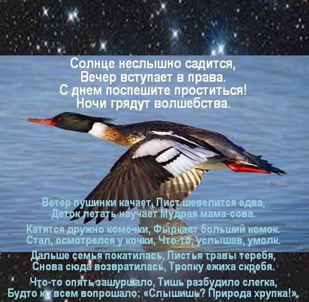 НОЧИ ГРЯДУТ ВОЛШЕБСТВА