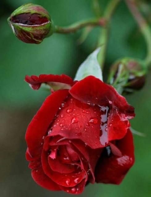 "Что такое боль?"