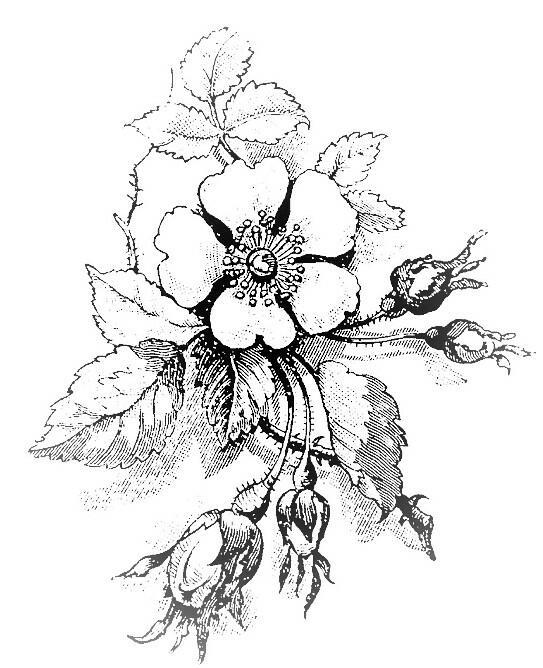 Мы словно розы...