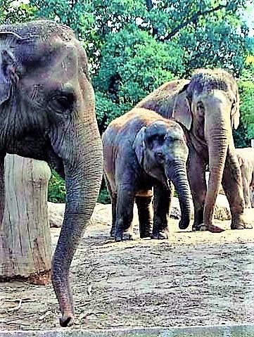 Слоны - стихи к фотографиям