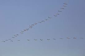 ЛЕТЯТ, ЛЕТЯТ ПО НЕБУ ЖУРАВЛИ...