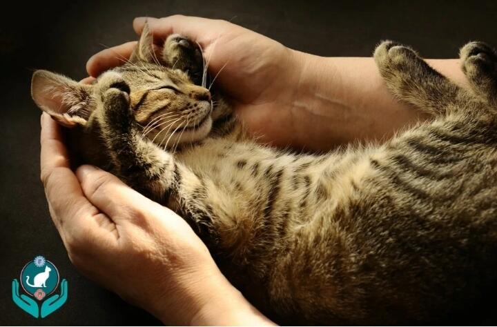 Хочу стать кошкой!