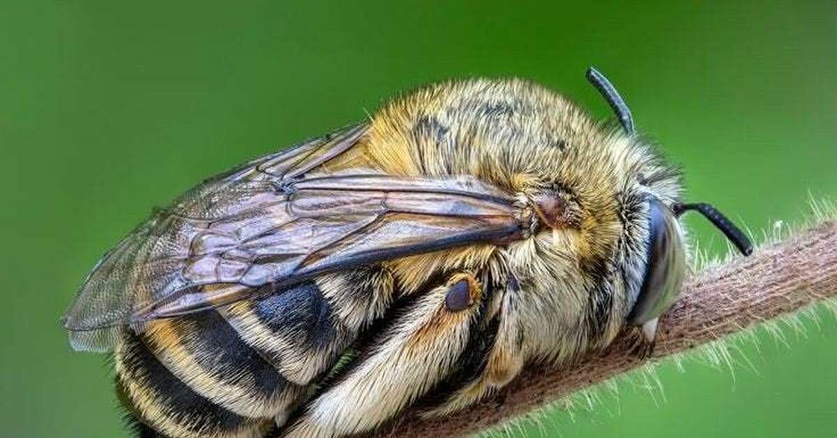 Пчёлка-мёдоноска спать легла до лета,..