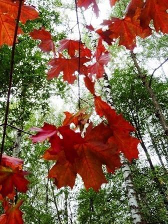 Осень шлёпает по лужам