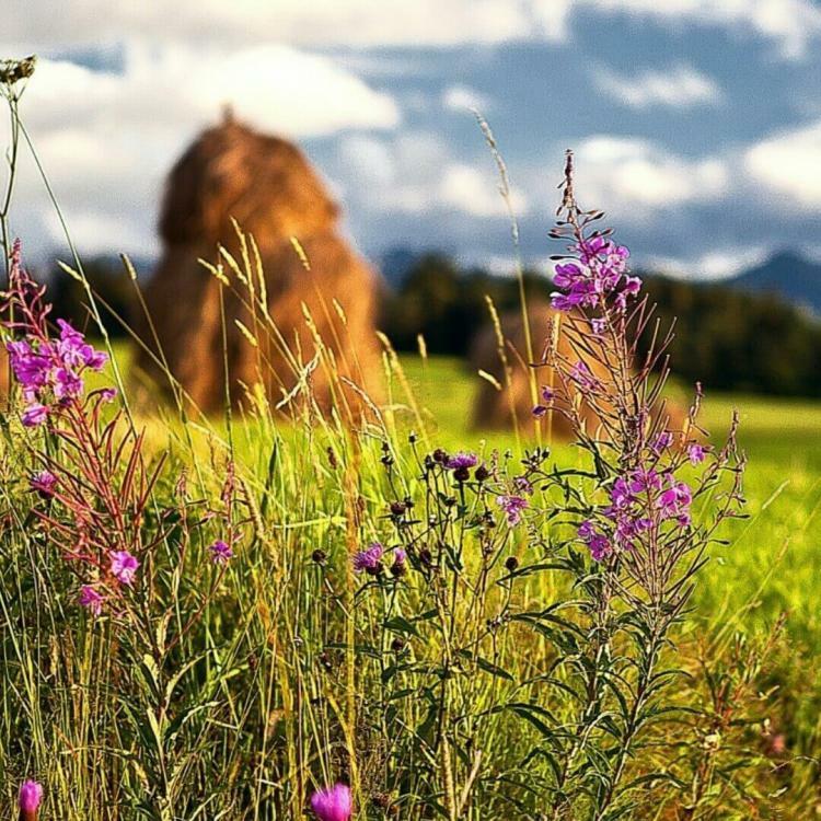 Медовый июль