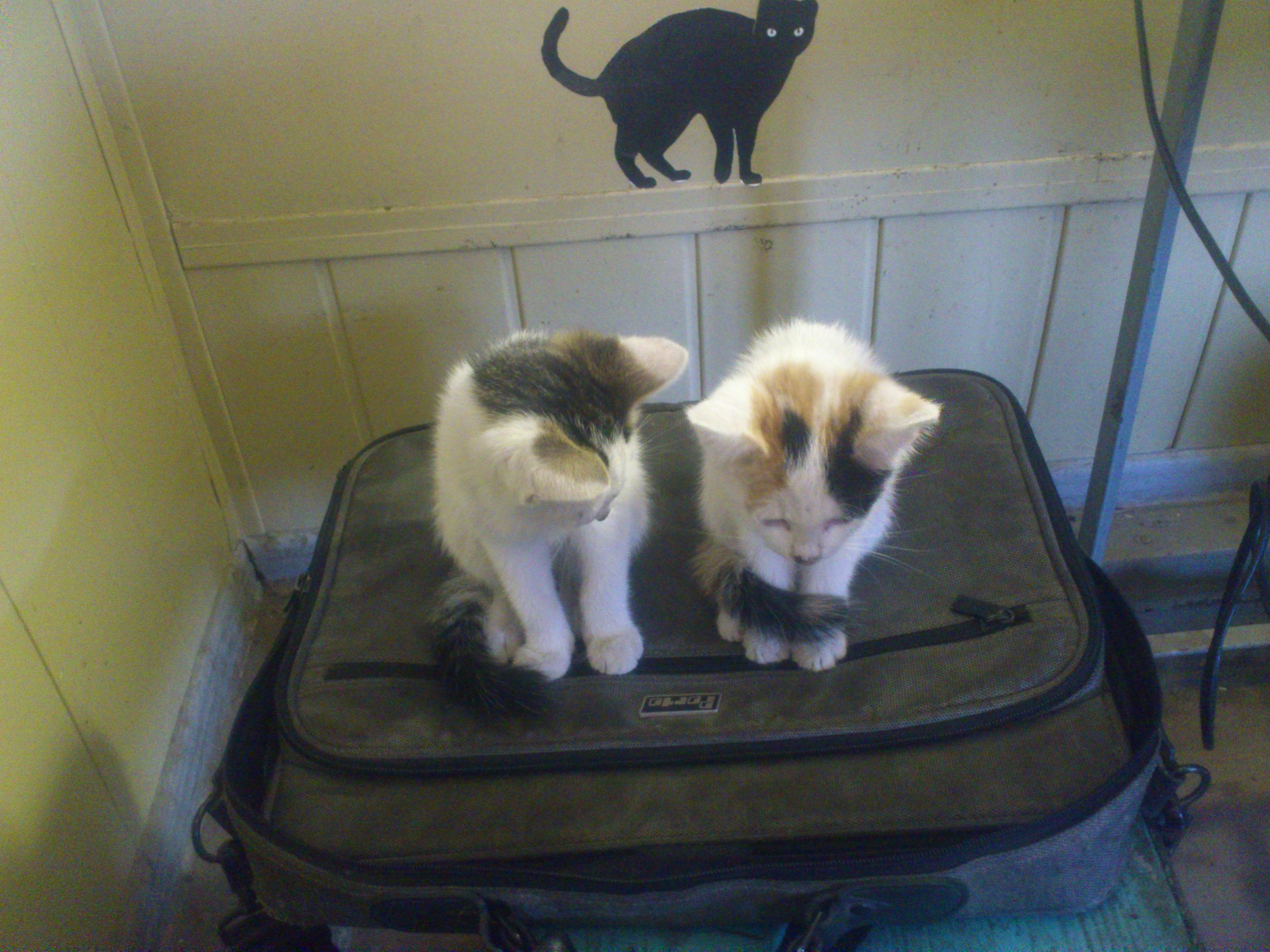 в стае друзей