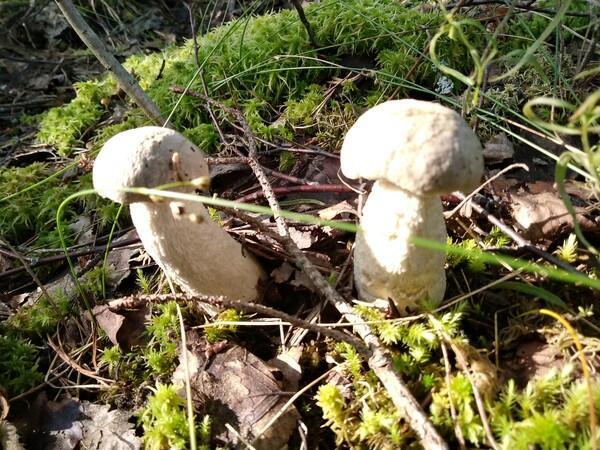 ЗА ОСЕННИМИ ГРИБАМИ