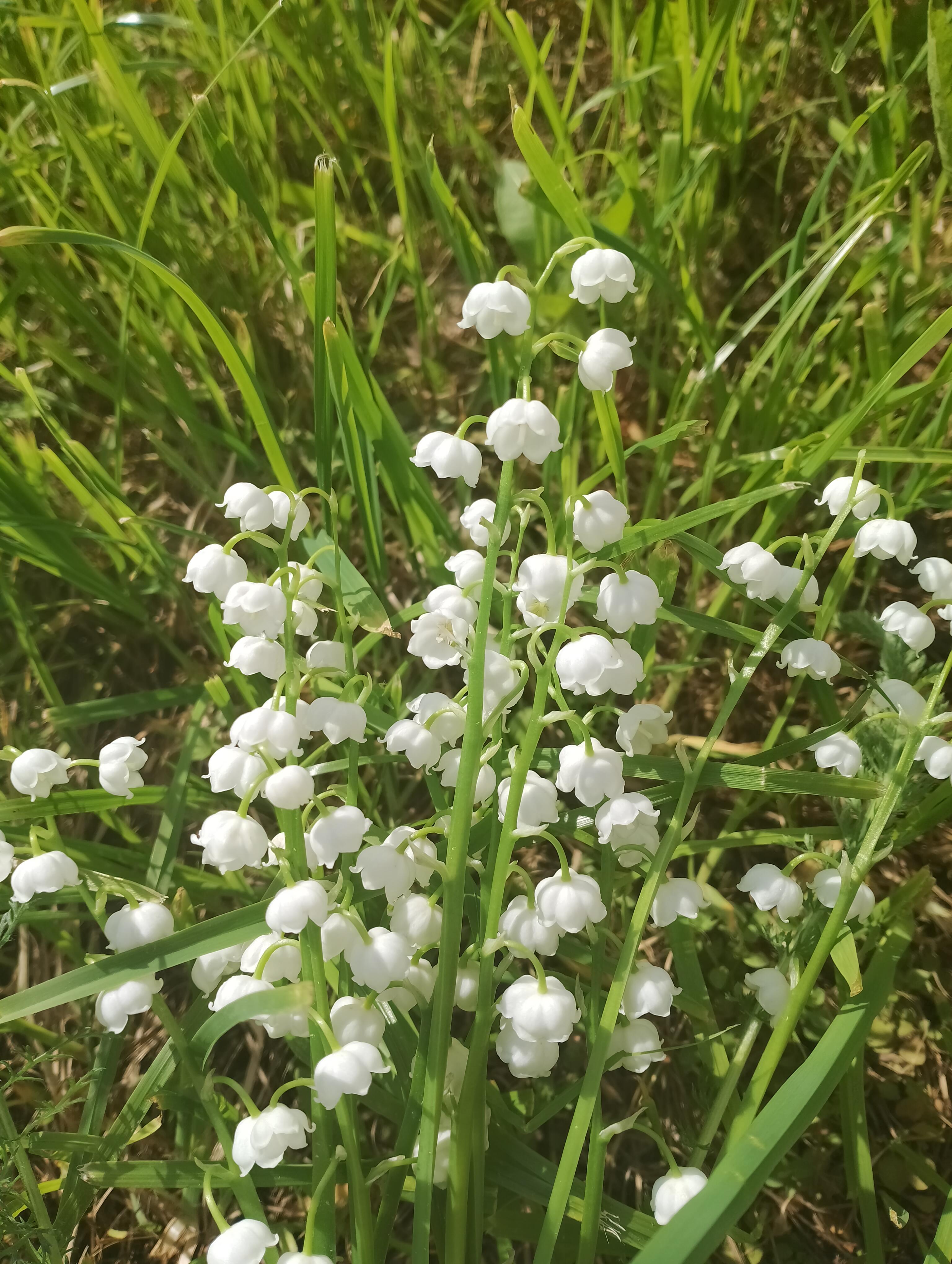 Я купаюсь в ландышах, сегодня