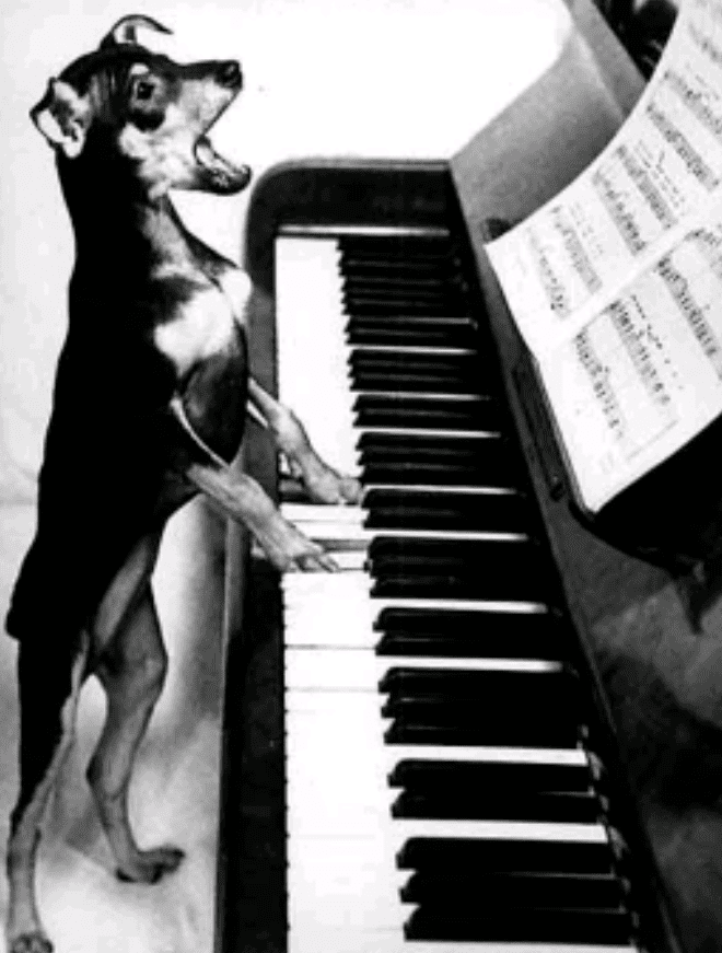 Собака в лаваше