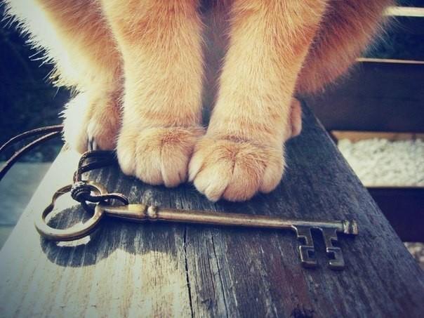 Любимый и родной