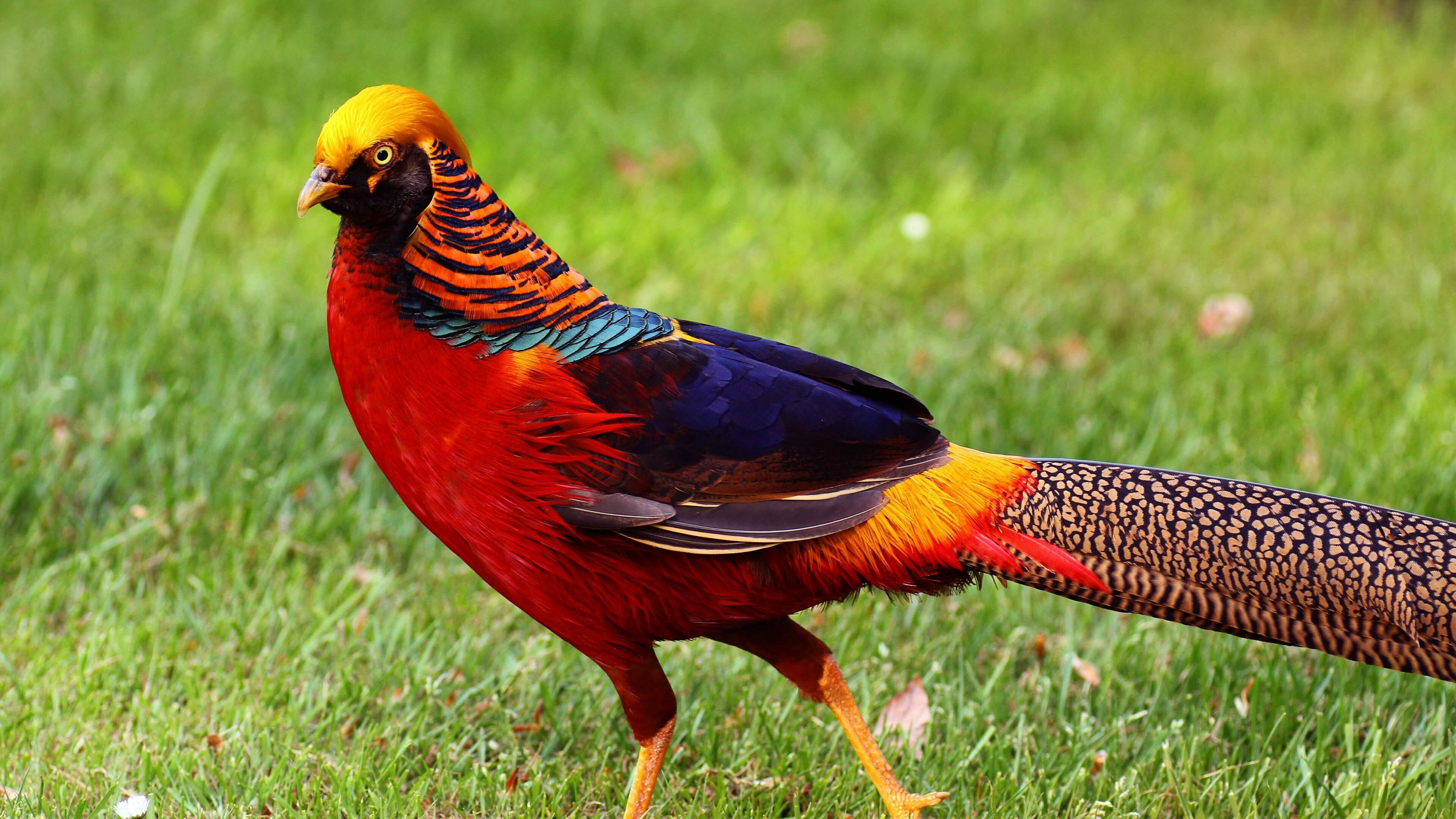 НЕ ПРОСТОЙ А ЗОЛОТОЙ