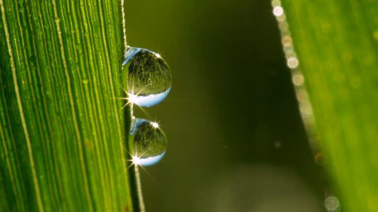 ДВЕ   КАПЕЛЬКИ