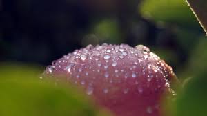 Пора забытого света (не принятое на конкурс)