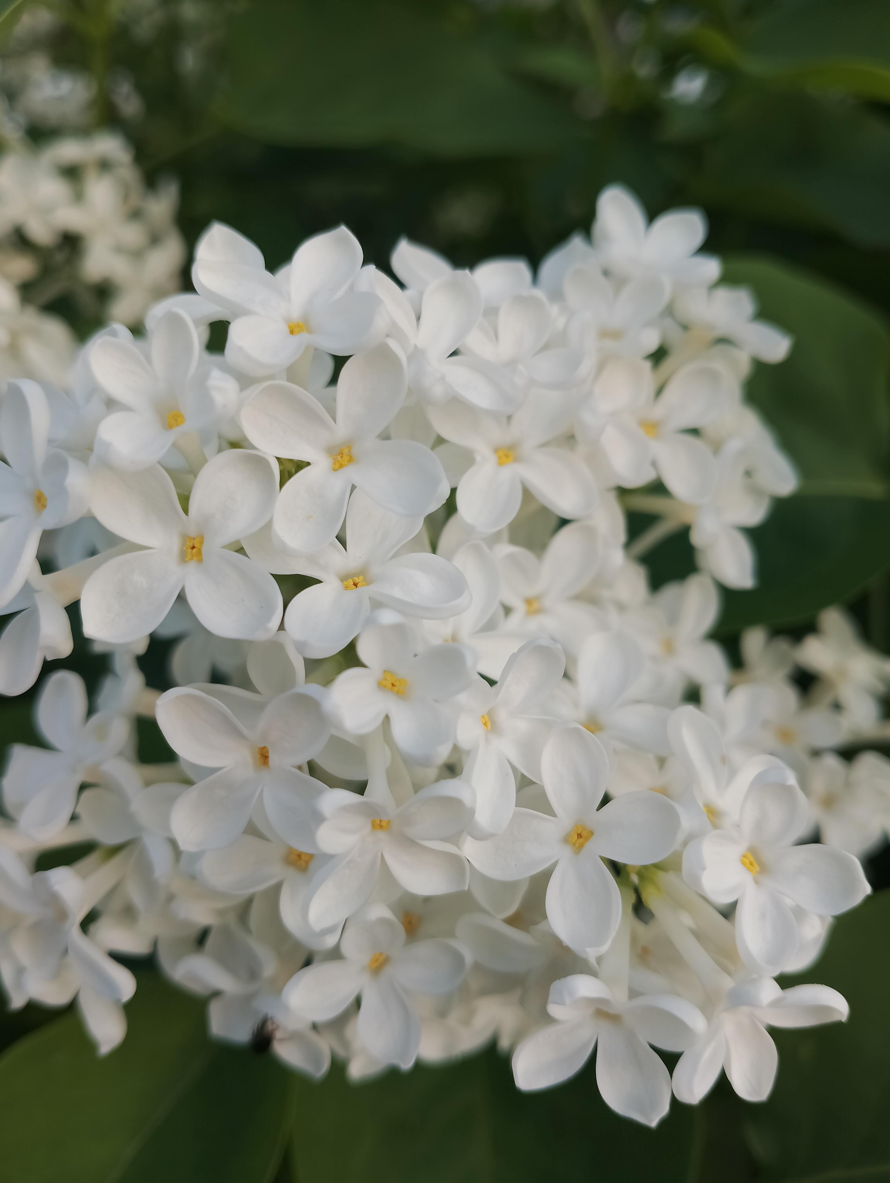 В сирени белой