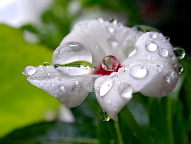 СЧАСТЬЯ ЦЕЛЕБНОГО РОСЫ !