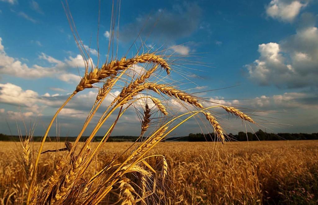 В САДУ (шуточное)