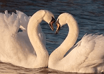 Два лебедя