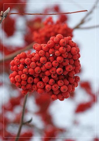 РЯБИНОВАЯ ГРОЗДЬ