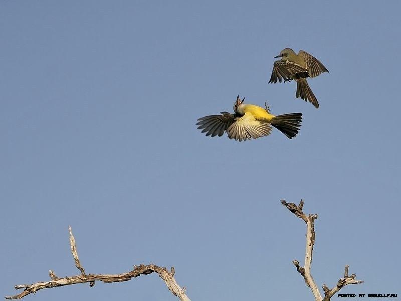 Пейзажные полотна.