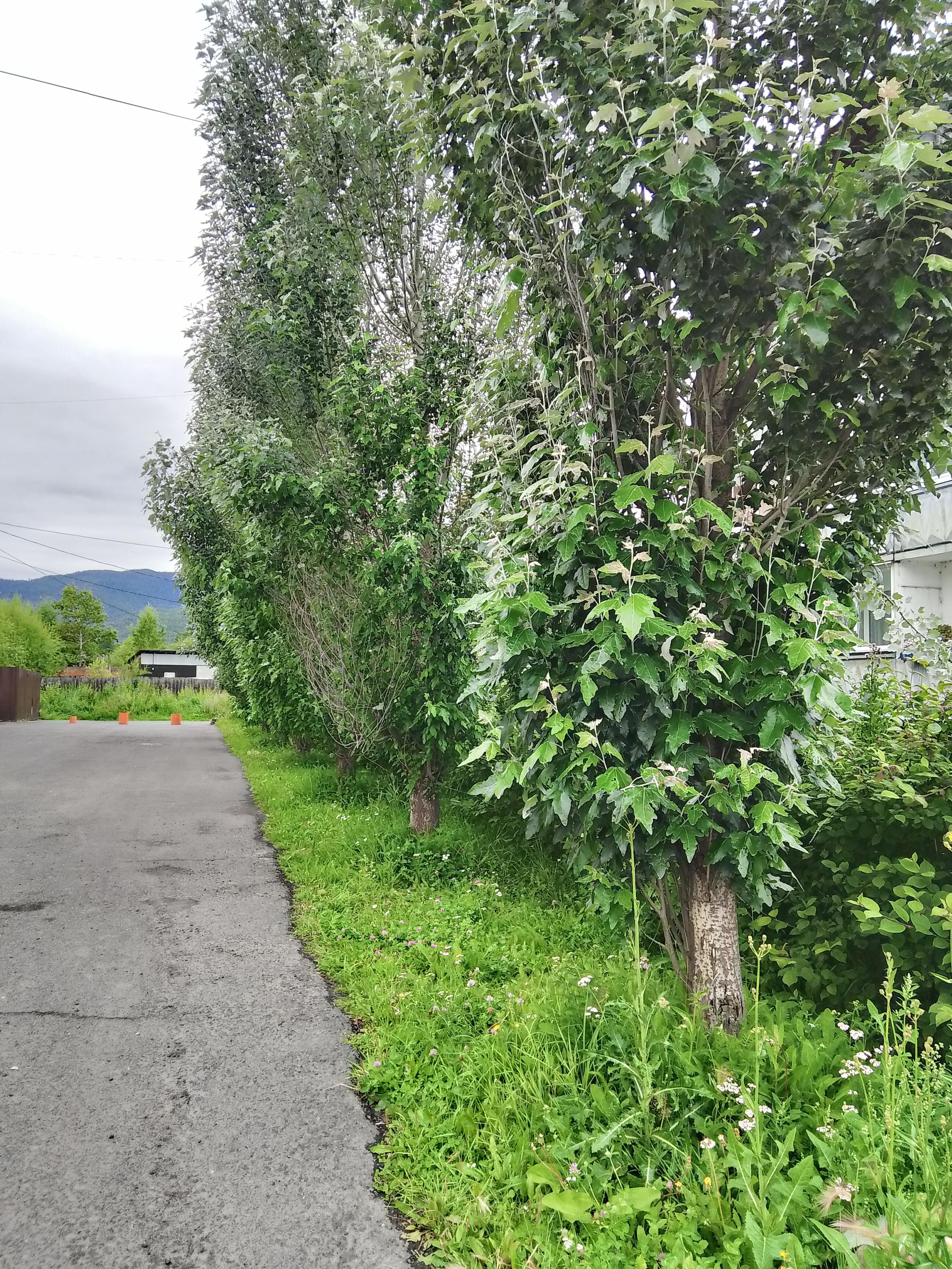 Клен серебристый