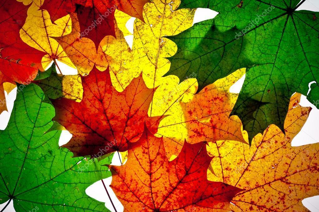 ОСЕННИЙ  ПОКАЗ