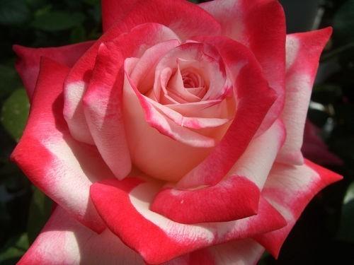 Несколько мыслей накануне 8 Марта