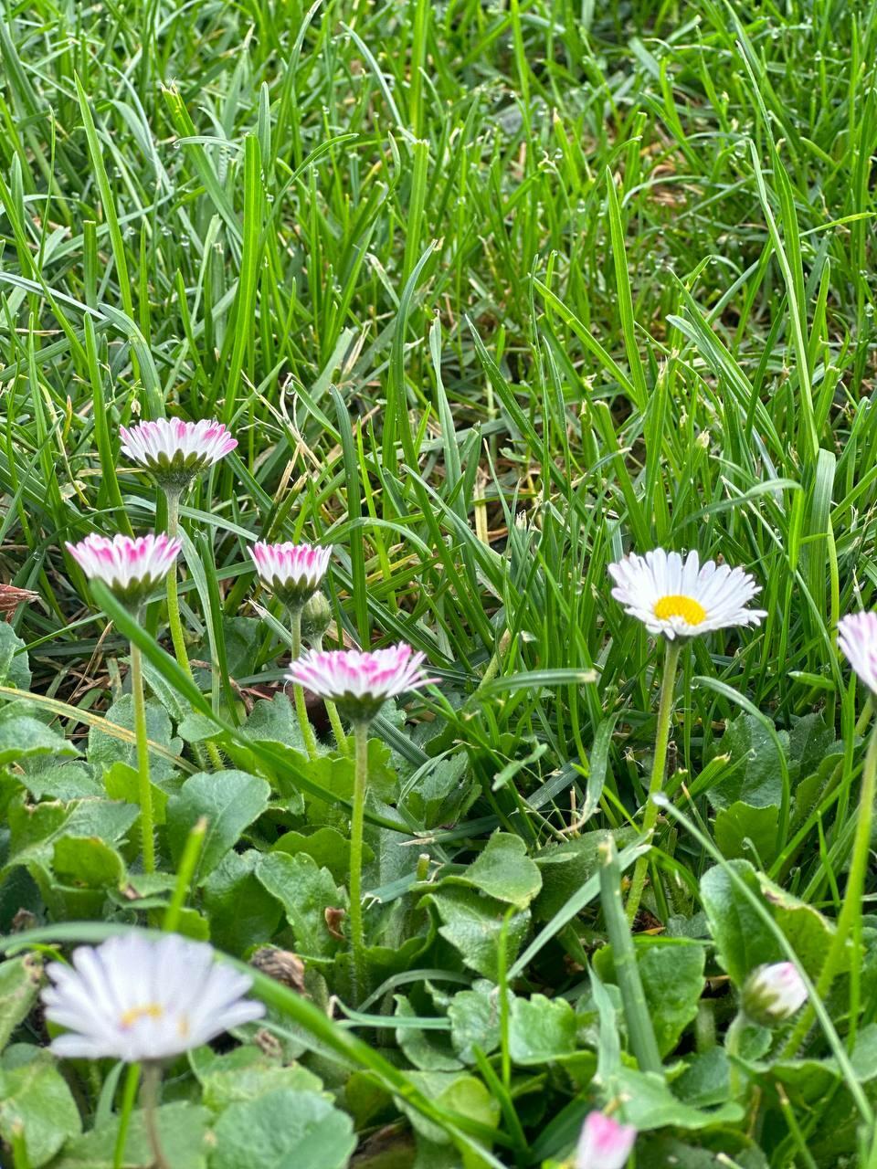 Муха (Маня 5)