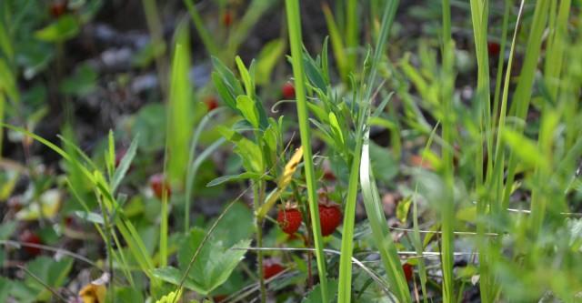 Земляничная Одиссея