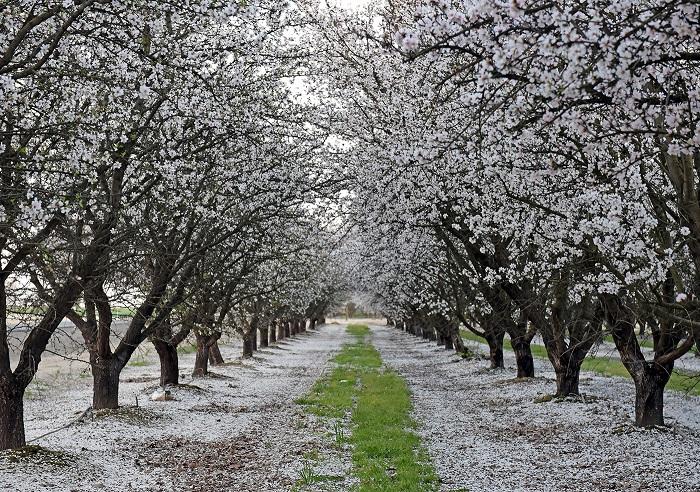 Закружится весенняя вьюга