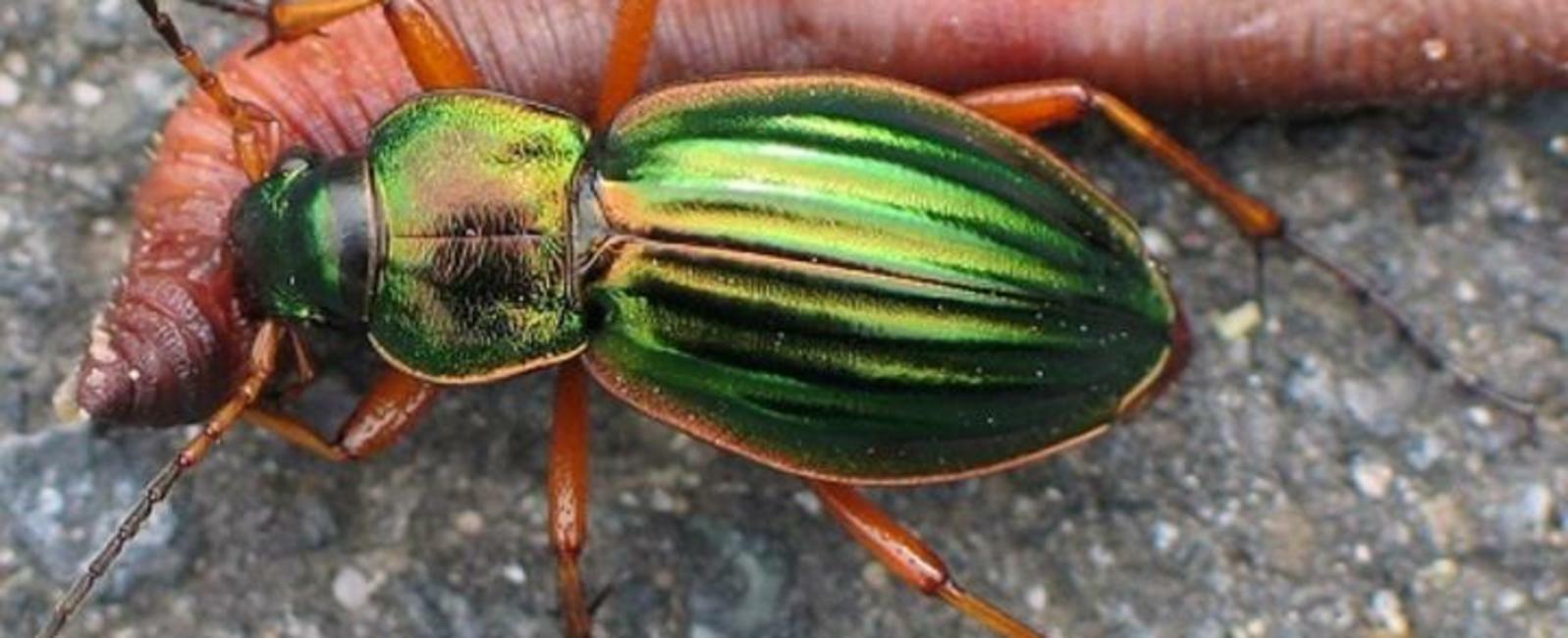 ЗАПАСЛИВЫЙ  ЖУК