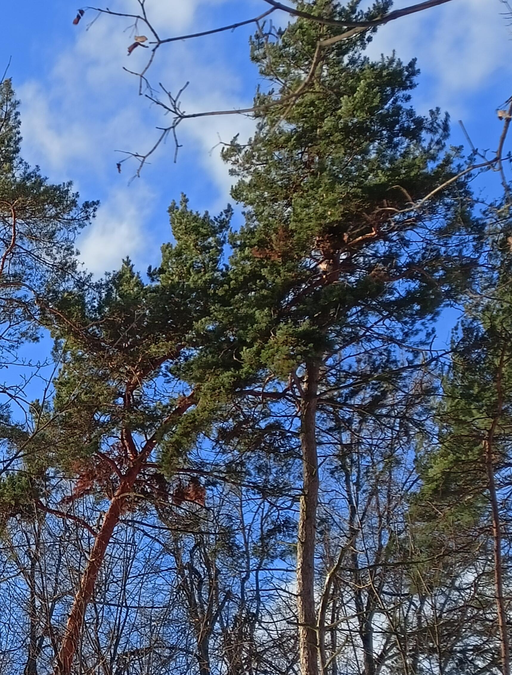 Льнёт сосёночка к сосне