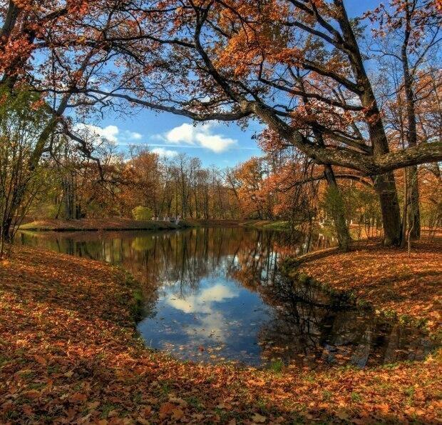 Золото листопада ( конкурсное )