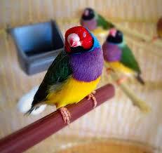 ЧУВСТВА, КАК ПЕВЧИЕ ПТИЦЫ